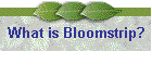 What is Bloomstrip?