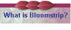 What is Bloomstrip?